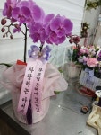 서양란/고급미니호접/[서울] 정성이 느껴지는 보자기 포장 - 만천홍 (소) 꽃배달 - 플라워119꽃배달서비스 서양란/고급미니호접/[서울] 정성이... 