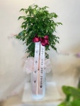 관엽화분/1m~1m30/개업선물 강력추천 - 웰빙 녹보수A 꽃배달 - 플라워119꽃배달서비스 관엽화분/1m~1m30/개업선물 강력추천 - 웰빙 녹보수A... 