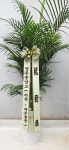 (전국 당일배송) 번영과 성장을 상징하는 식물 - 아레카(대) 꽃배달 | 플라워119꽃배달서비스 [꽃배달] (전국 당일배송) 번영과 성장을 상징하는... 
