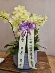 서양란/고급미니호접/[Office & Nature] 그린애플 (중) 꽃배달... [Office & Nature] 그린애플 (중) [Office & Nature] 그린애플 (중) 플라워119