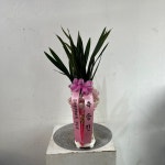 동양란/가을 동양란/인사이동 추천 철골소심 꽃배달 - 플라워119꽃배달서비스 동양란/가을 동양란/인사이동 추천 철골소심 인사이동 추천... 