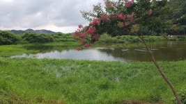 20190728 부곡지 철새조망대 조행기 - 에펨네이션