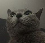 우리집 애옹이3 - 에펨네이션