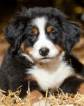 사랑스러운 Bernese 산 강아지의 근접 촬영 샷 | 무료 사진