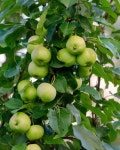 Green apple tree Photos - Download Free High-Quality Pictures | Freepik
