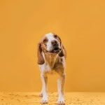 재미 있은 얼굴을 만드는 전면보기 개 | 무료 사진