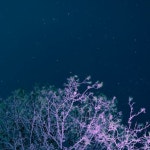 봄 밤 사진, 97,000개 이상의 고품질 무료 스톡 사진