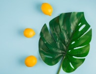 19 페이지 | 푸른 잎 사진 | Freepik