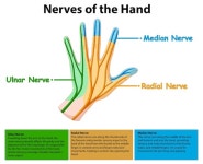 13 페이지 | 근육 해부학 벡터 - Freepik에서 무료 고품질 벡터를 다운로드하세요 | Freepik