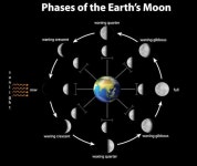 Diagram showing phases of the moon on earth | Free Vector