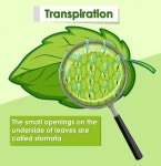Free Vector | Diagram showing transpiration in plant