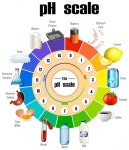 Free Vector | The pH scale Free Vector | The pH scale 