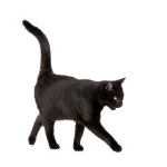 검은 고양이 절연 | 프리미엄 사진