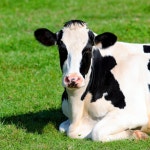 Free Photo | Portrait of black and white cow lying down