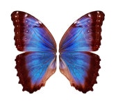 열 대 나비 날개 흰색 배경에 고립입니다. | 프리미엄 사진