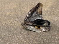 Caligo idomeneus 나비는 땅에 앉아 | 프리미엄 사진