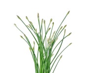 습지 갈대 잔디 늪 cattails 벡터 bulrush 흰색 배경 세트 | 무료 벡터