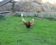 18 페이지 | 닭 농장 사진 - 무료 고품질 사진 다운로드 | Freepik