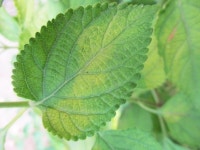 Premium Photo | Foliage, green leaves fruits and flowers