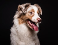Premium Photo | Front view cute dog
