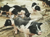 4 페이지 | 소 돼지 사진 - 무료 고품질 사진 다운로드 | Freepik