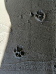 20 페이지 | Bear paw 사진 - 무료 고품질 사진 다운로드 | Freepik