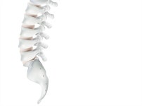 3d spine | Free Photo