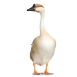 화이트에 대 한 걷는 오리 | 프리미엄 사진