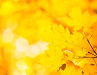이파리 | 프리미엄 사진