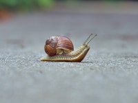 공원에서 아스팔트에 느린 포도 달팽이 크롤링 | 프리미엄 사진