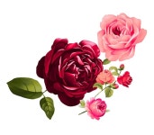 화창한 날의 꽃들 | 프리미엄 사진