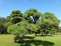 도쿄의 하마리큐 정원 공원의 소나무 | 프리미엄 사진