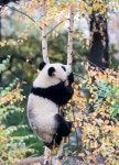17 페이지 | 팬더 사진 - 무료 고품질 사진 다운로드 | Freepik