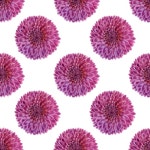 노란색 배경에서 분홍색 신선한 거 베라 꽃의 근접 촬영 | 무료 사진