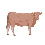 농장 동물 세트 | 무료 벡터