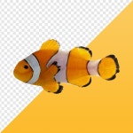 흰동가리 PNG | 프리미엄 PSD 파일