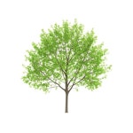 4 페이지 | 나무 일러스트 PSD, 개 이상의 고품질 무료 PSD 템플릿 다운로드 가능 | Freepik