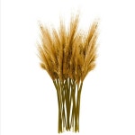 투명한 배경에 고립된 밀 | 프리미엄 AI 생성 PSD