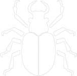 A drawing of a beetle with the number 1 on it | Premium Vector