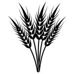 황금 밀 로고 터 일러스트 Golden Wheat 터 아이콘과 표지 | 프리미엄 벡터
