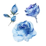 파란 꽃 수채화 일러스트레이션 클리파트 디자인 인쇄 | 프리미엄 벡터