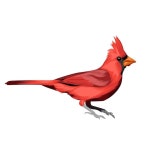 Cardinal bird vector illustration | Premium Vector