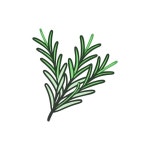 25 페이지 | 로즈마리 식물 벡터 - Freepik에서 무료 고품질 벡터를 다운로드하세요 | Freepik