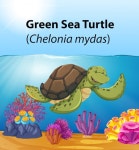 행복한 거북이 수중 암초 장면 | 프리미엄 벡터