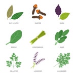 에센셜 오일 허브 그린 세트 | 무료 벡터