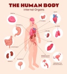 인간의 내부 장기 infographic 해부학 몸 뇌 및 신장 간 및 폐 위 및 심장 | 프리미엄 벡터