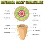 Educational infographic parts of root systems and structure | Free Vector