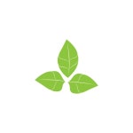 Moringa 잎 아이콘 벡터 일러스트 템플릿 디자인 | 프리미엄 벡터