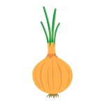 양파, 야채. 여름과 가을 수확, 농업. 건강하고 유기농 식품. | 프리미엄 벡터