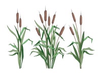 습지 갈대 잔디 늪 cattails 벡터 bulrush의 집합 | 무료 벡터